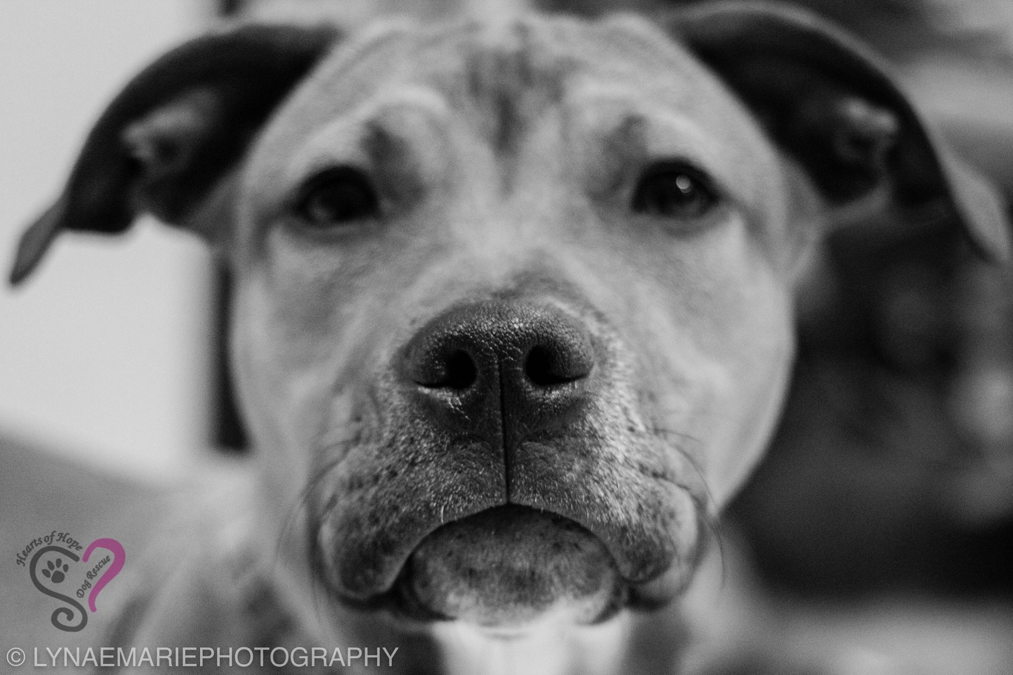 13235341_826519984149045_3610905468444369688_o Hearts of Hope Dog Rescue