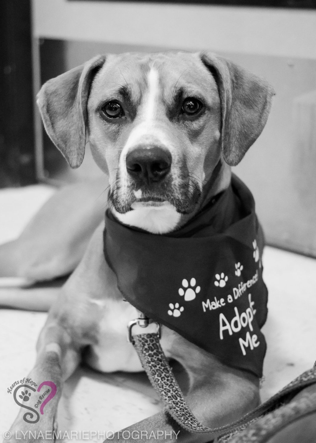 14425400_1106774376077984_3048413421289462473_o Hearts of Hope Dog Rescue