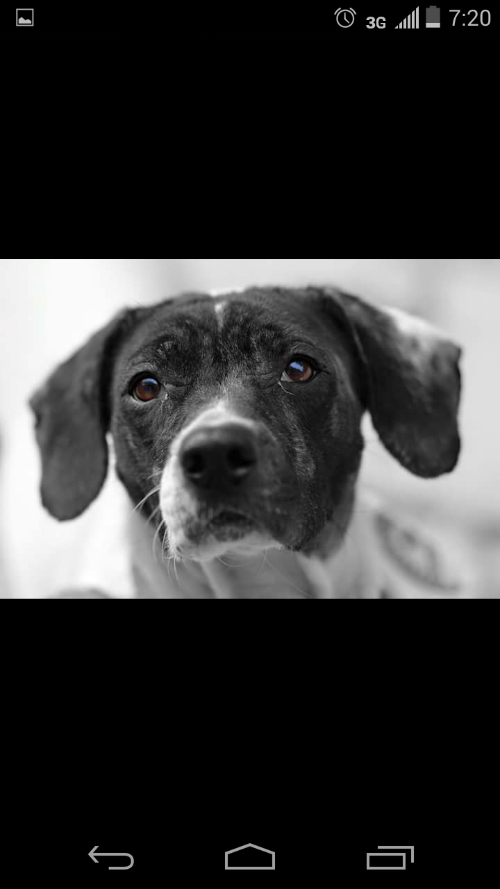 Screenshot_20151109192036 Hearts of Hope Dog Rescue