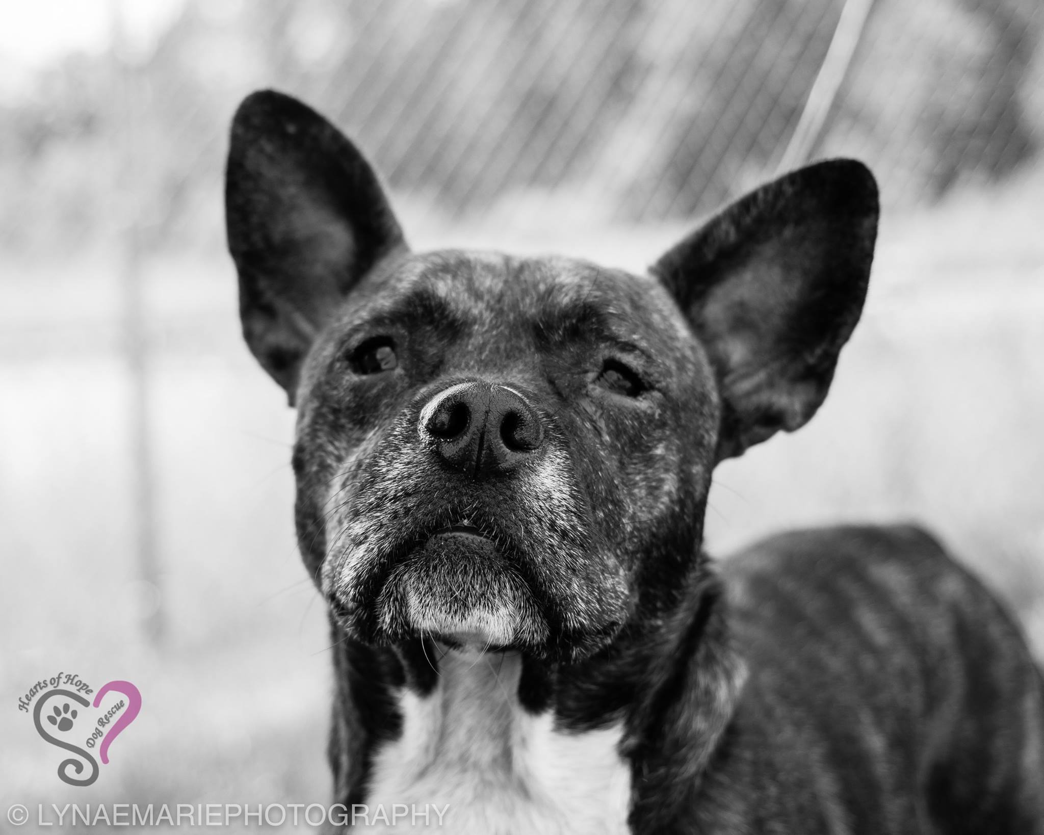 19264696_1378953542193398_1887457103220953006_o Hearts of Hope Dog Rescue