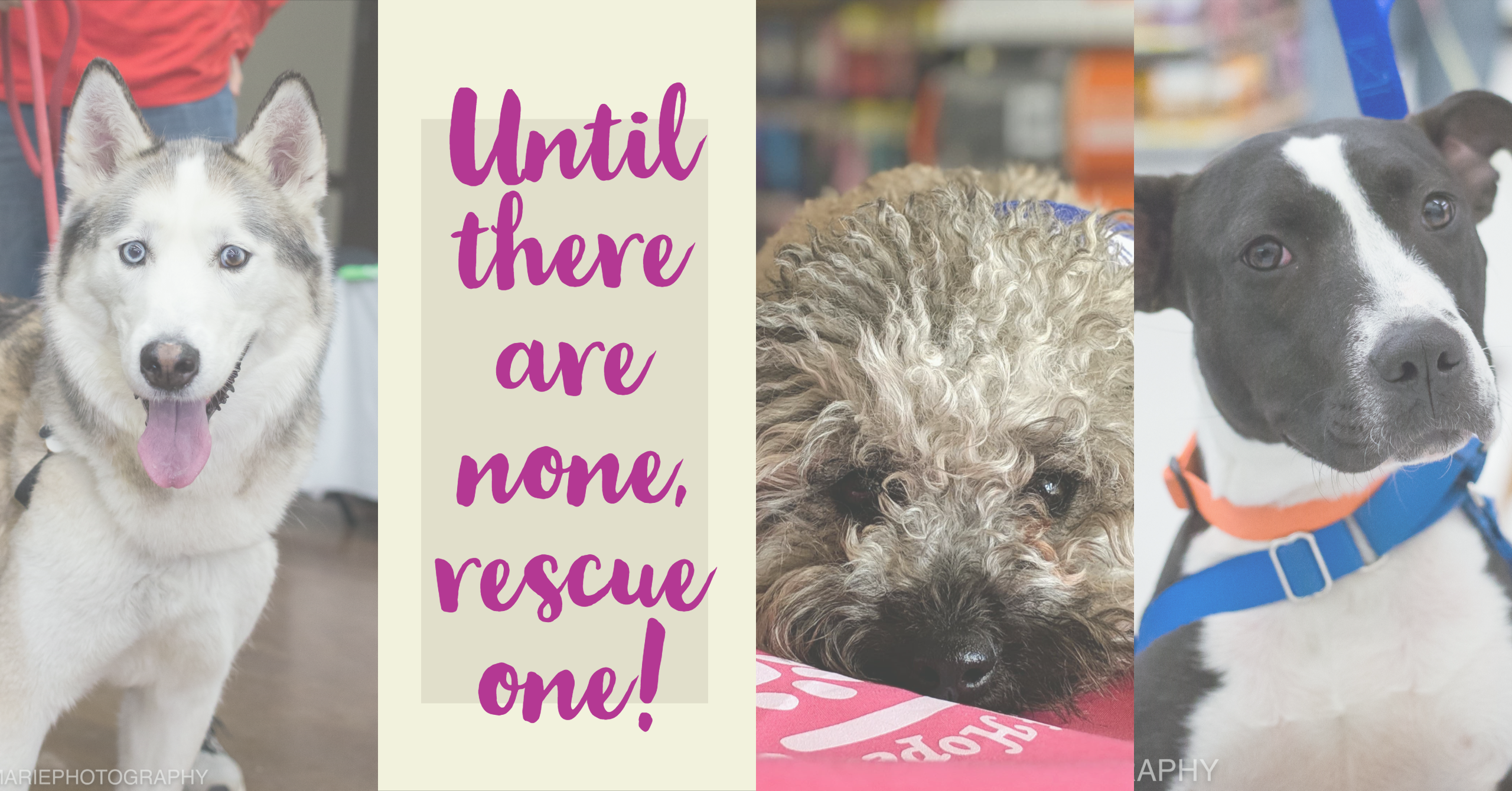 header Hearts of Hope Dog Rescue