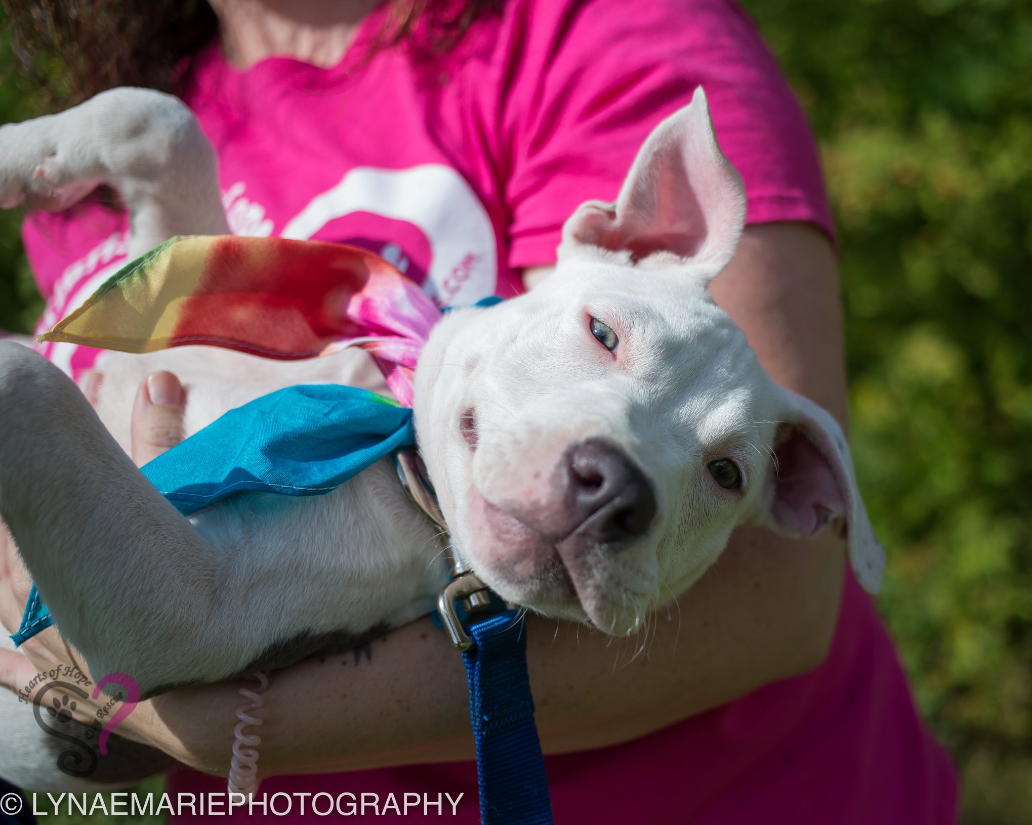 Foster a Rescue Dog Grand Rapids, MI Hearts of Hope