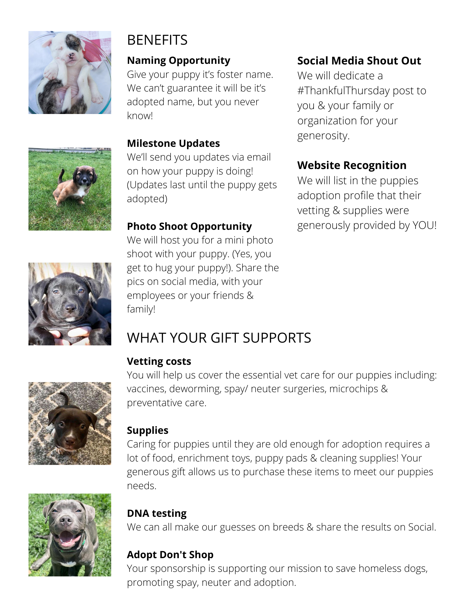 Sponsor a Puppy (1) - Hearts of Hope Dog Rescue
