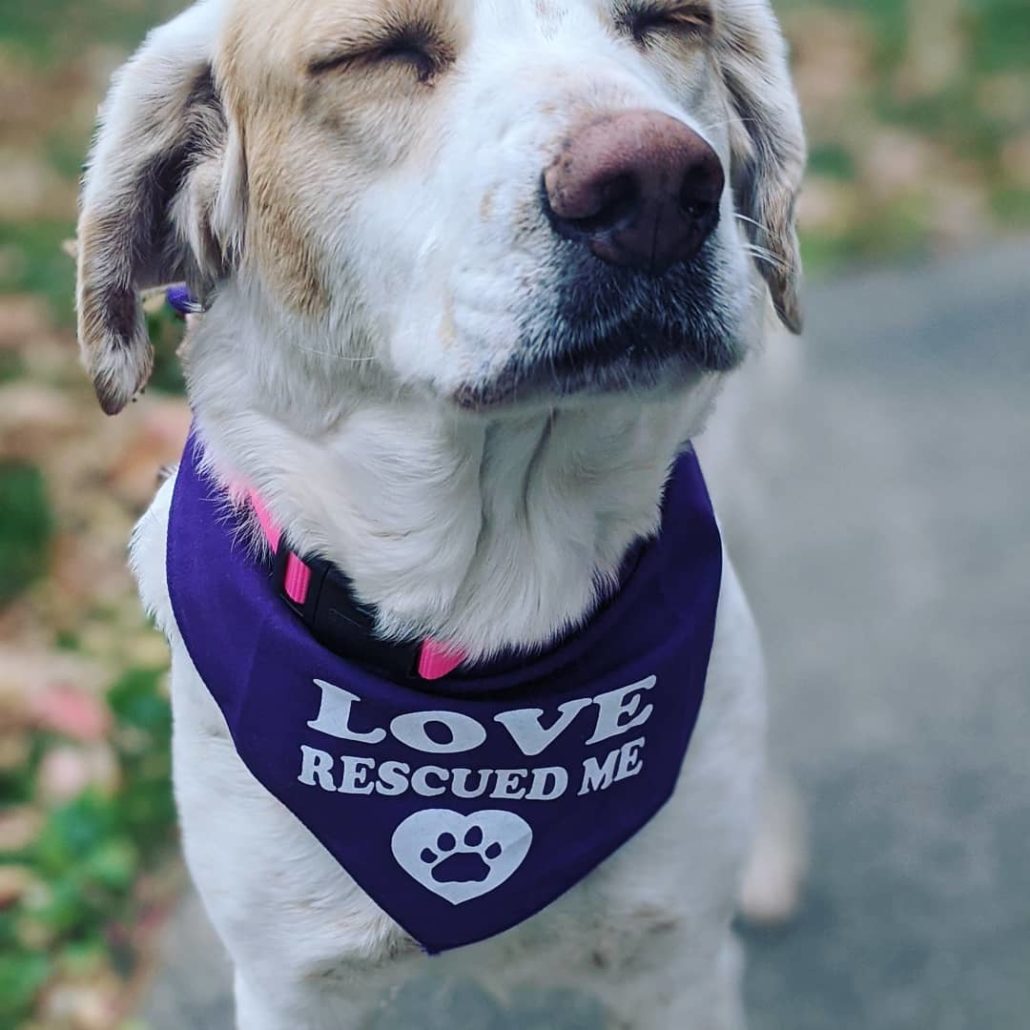 Hospice Hearts of Hope Dog Rescue