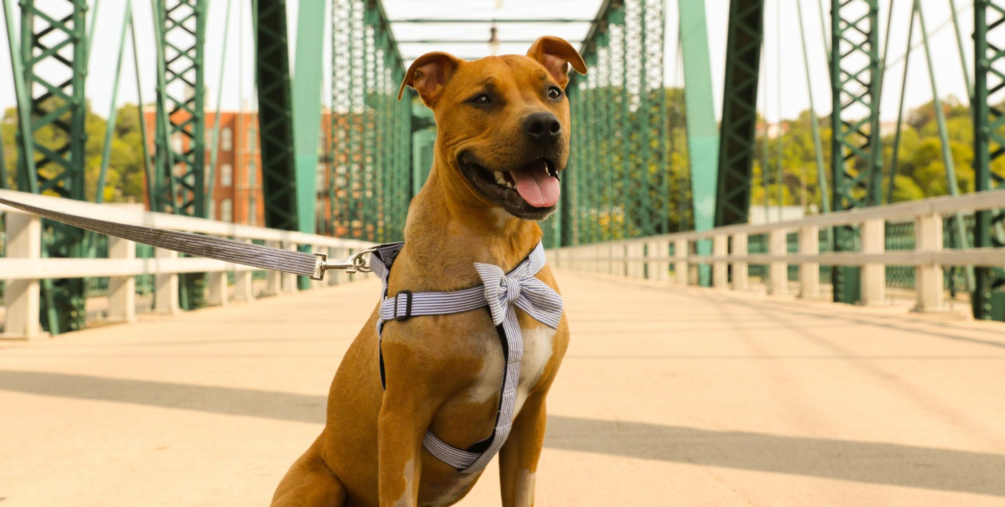 Hospice Hearts of Hope Dog Rescue