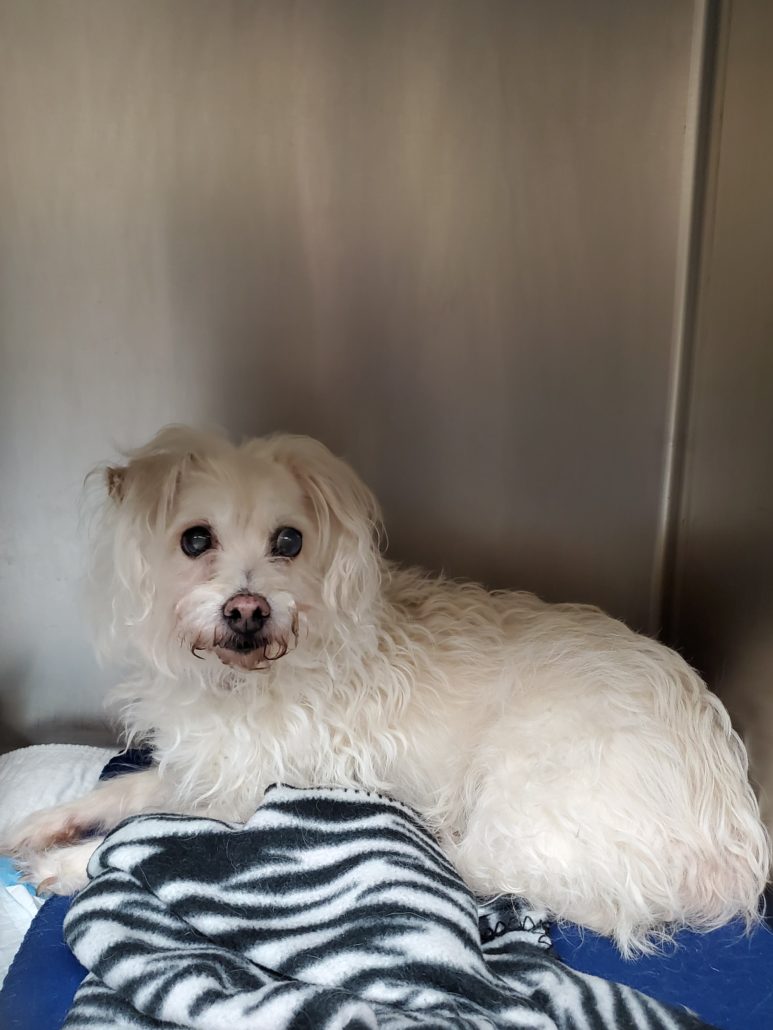 Coco shelter Hearts of Hope Dog Rescue