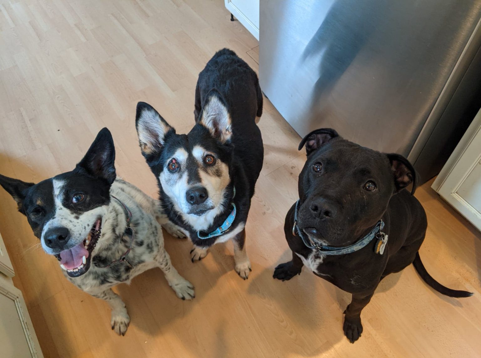 Hospice Hearts of Hope Dog Rescue